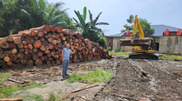 Telah ditemukan tumpukan Kayu Log di Desa Kuntu Darussalam Kec. Kampar Kiri